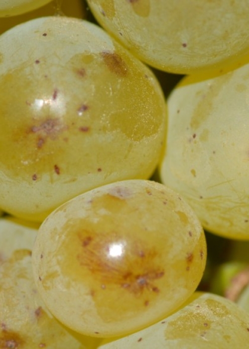 Sauvignon blanc Beeren 11